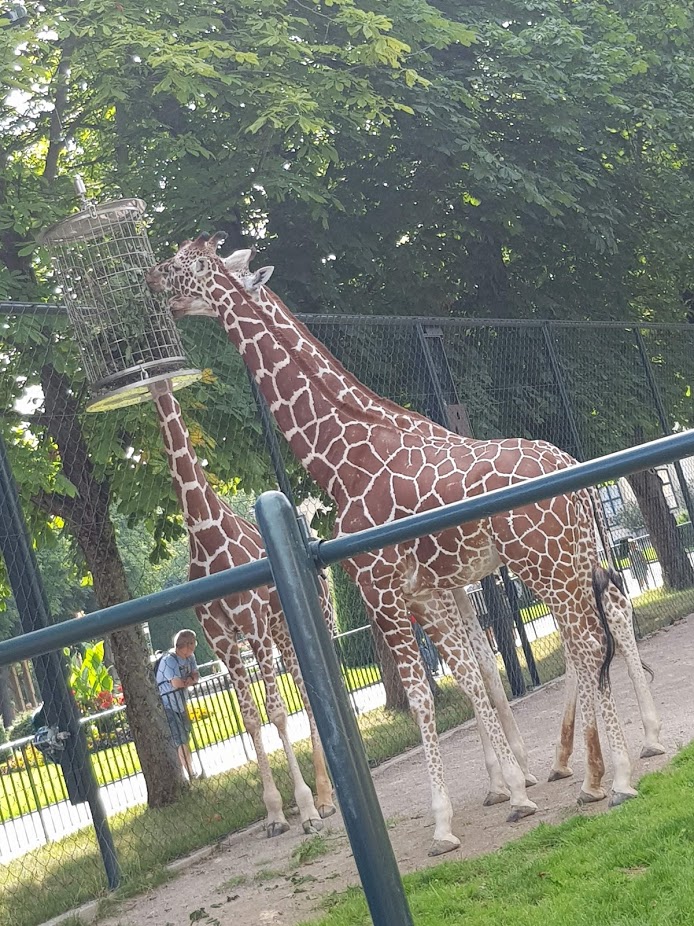 Tiergarten Schönbrunn- reticulated giraffe close up- 2019