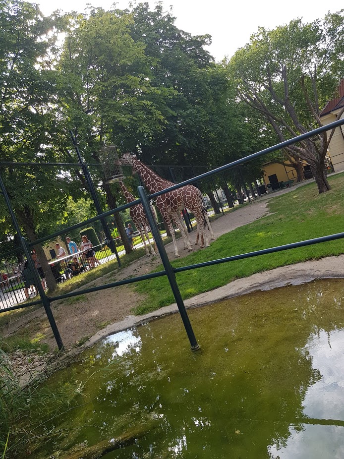 Tiergarten Schönbrunn- reticulated giraffes- 2019