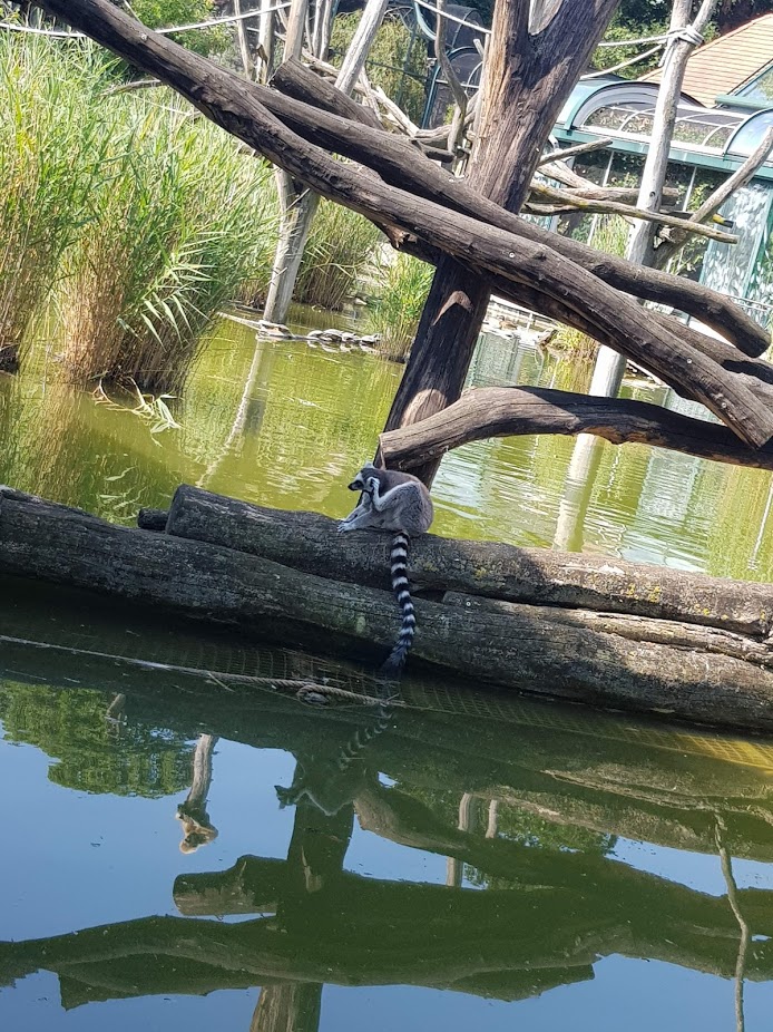Tiergarten Schönbrunn- ring-tailed lemur scratching itself- 2019