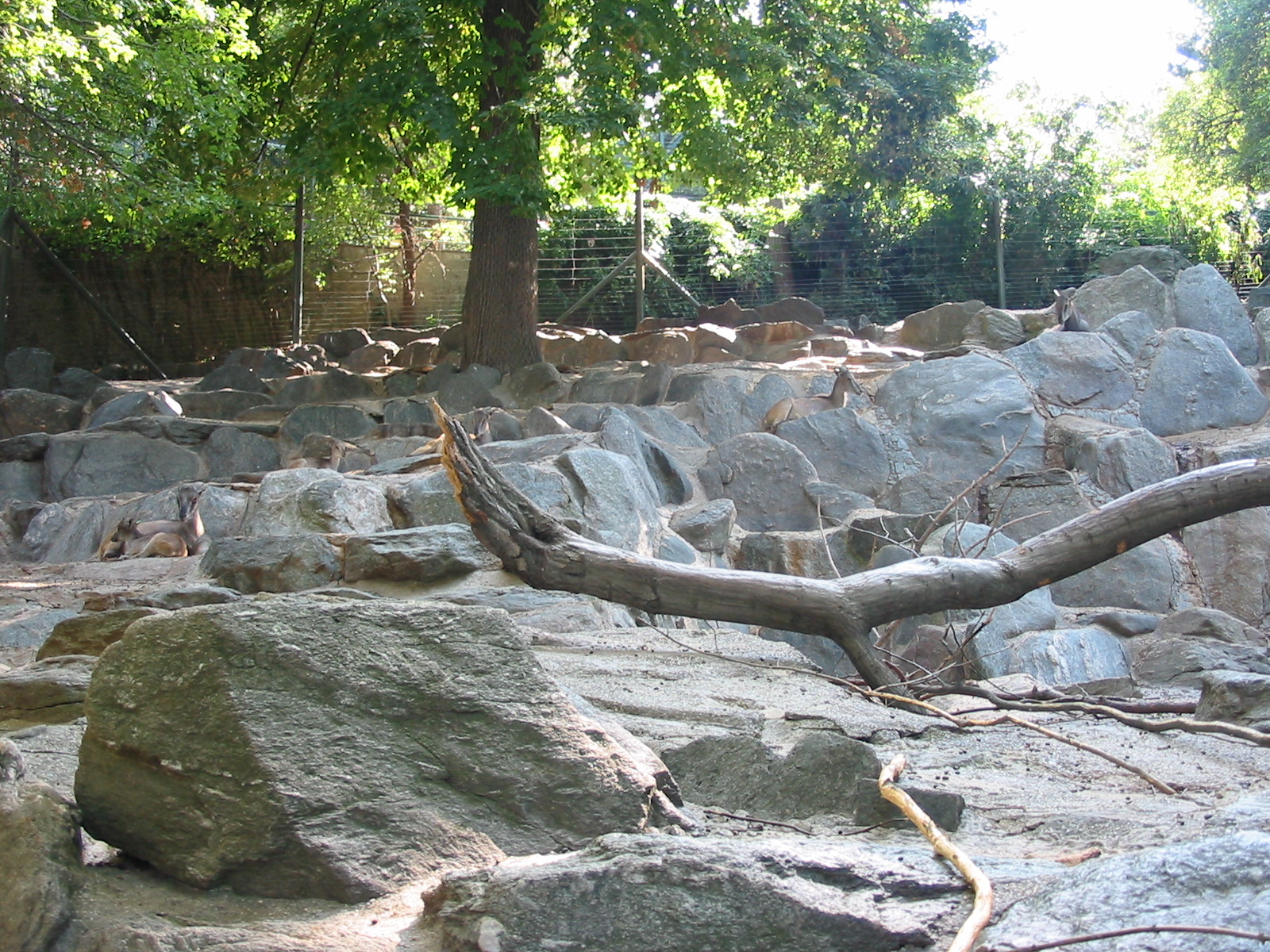 Tiergarten Schönbrunn - Rocky goat exhibit