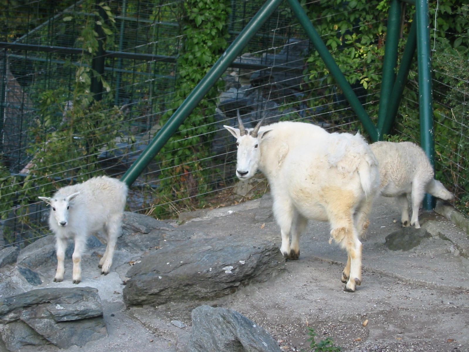 Tiergarten Schönbrunn - Rocky Mountain Goat with two kids