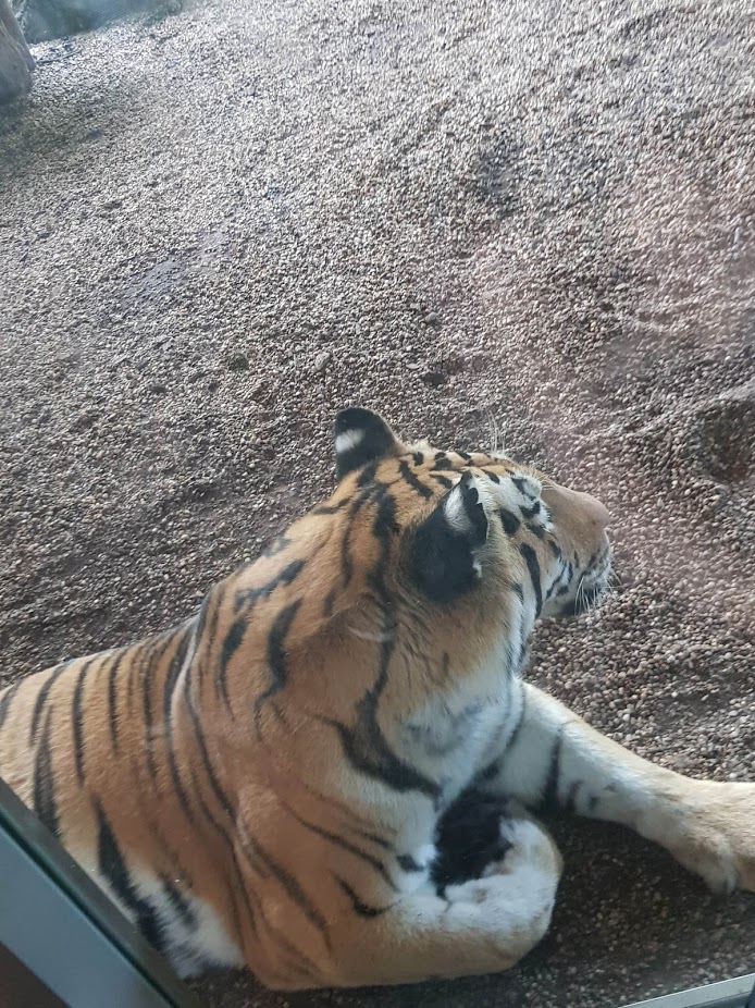 Tiergarten Schönbrunn- Siberian tiger- 2019