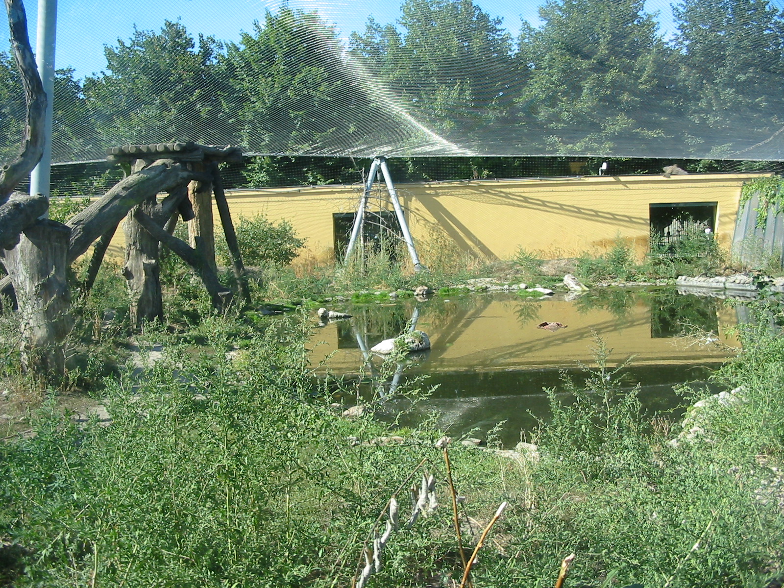 Tiergarten Schönbrunn - Siberian Tiger enclosure