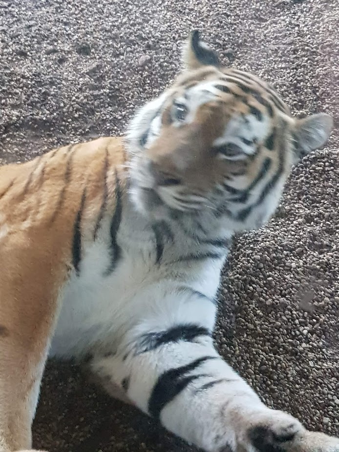 Tiergarten Schönbrunn- Siberian tiger turning around- 2019