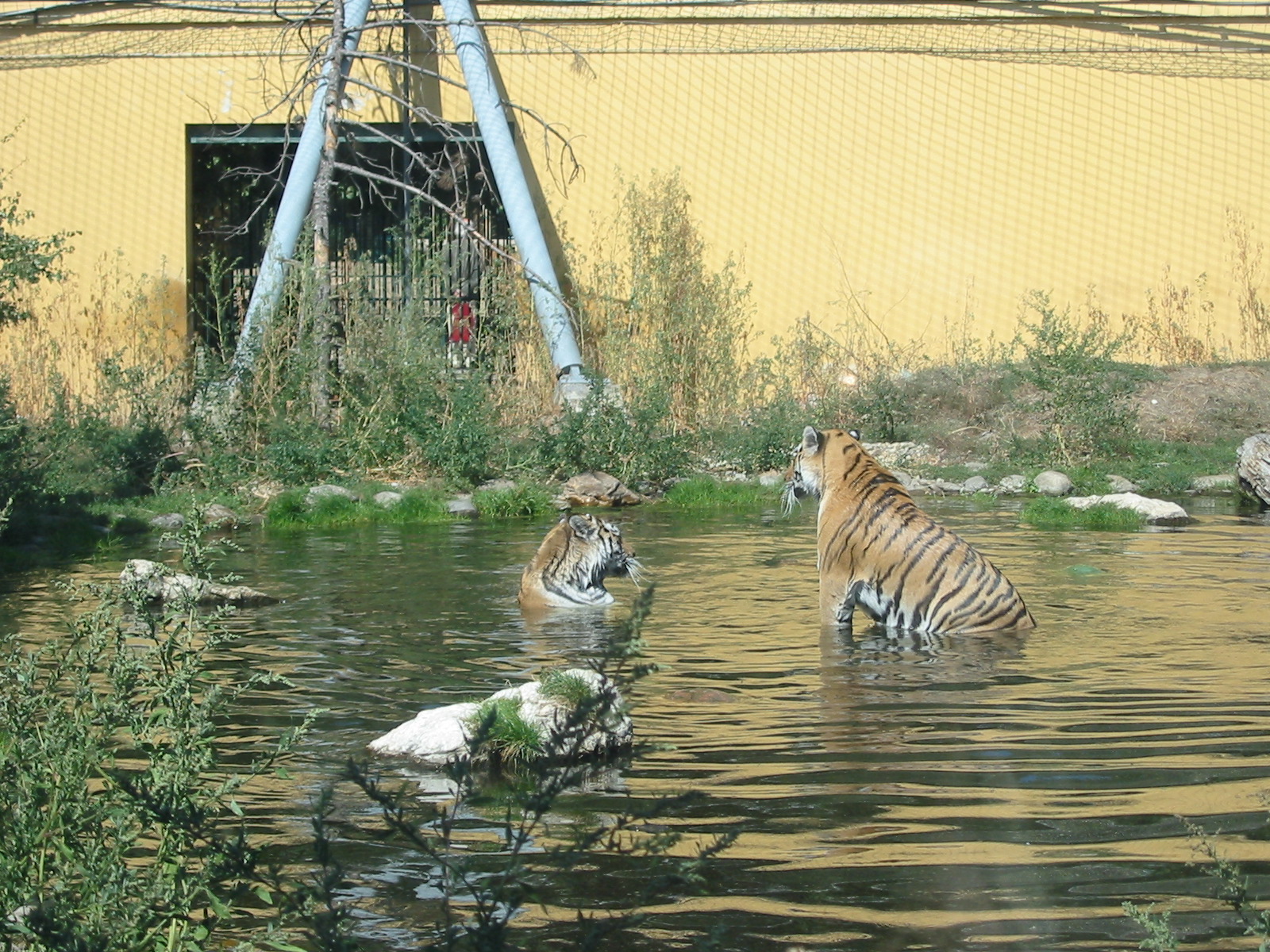 Tiergarten Schönbrunn - Siberian Tigers in their excellent old but enlarged