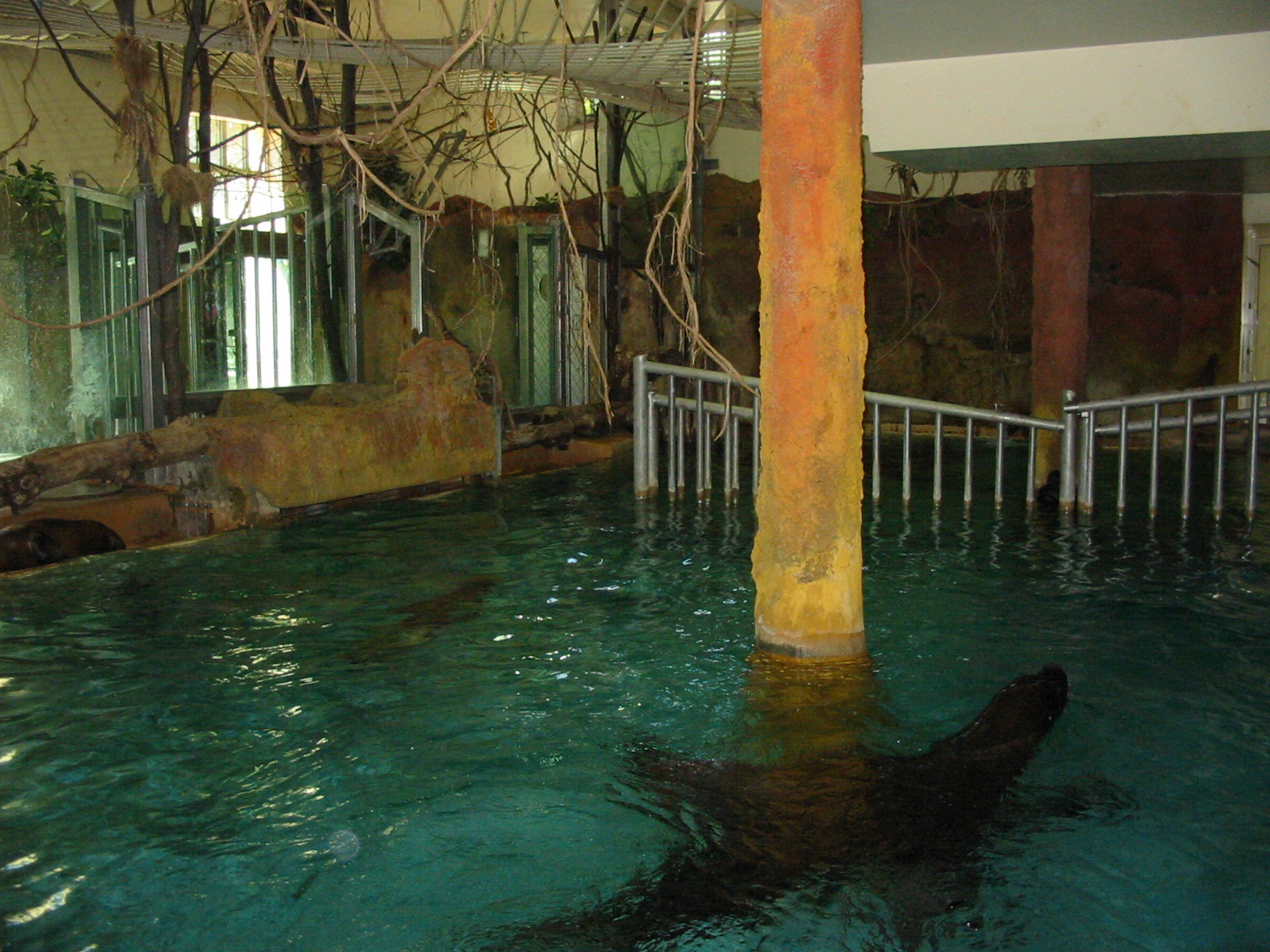 Tiergarten Schönbrunn - South American Sea Lions in the Hippopotamus House