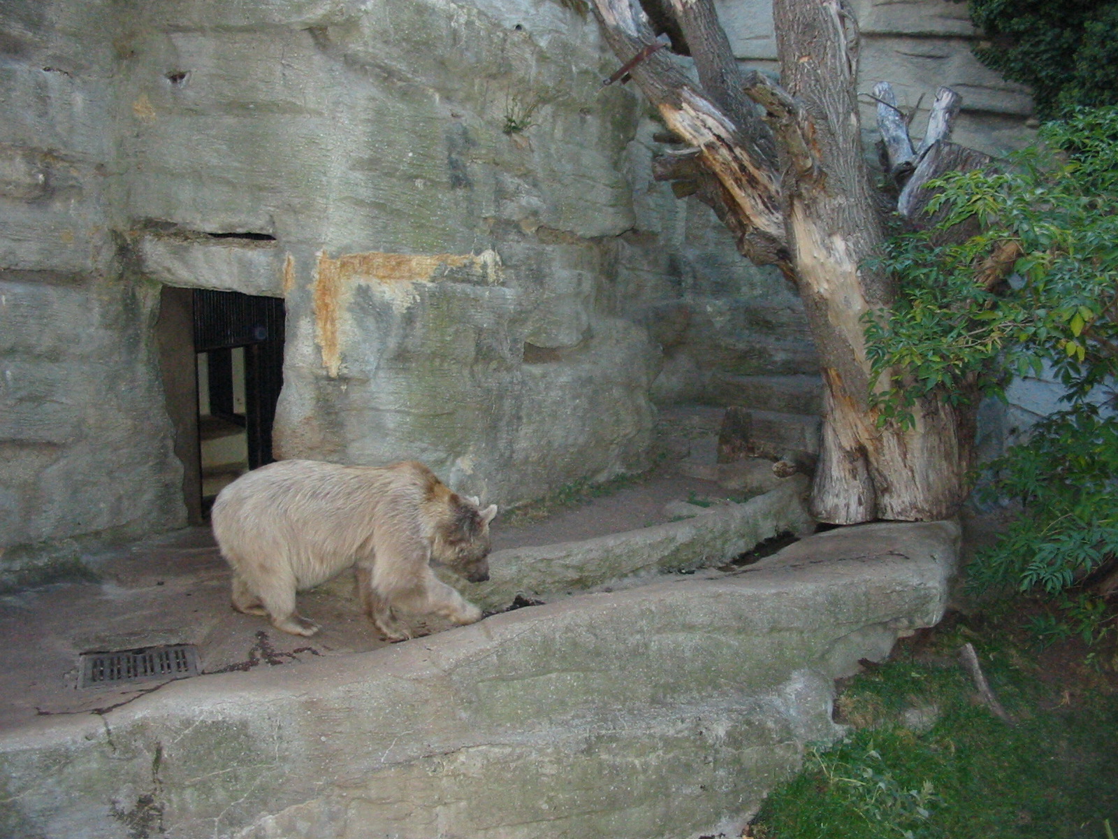 Tiergarten Schönbrunn - Syrian Brown Bear