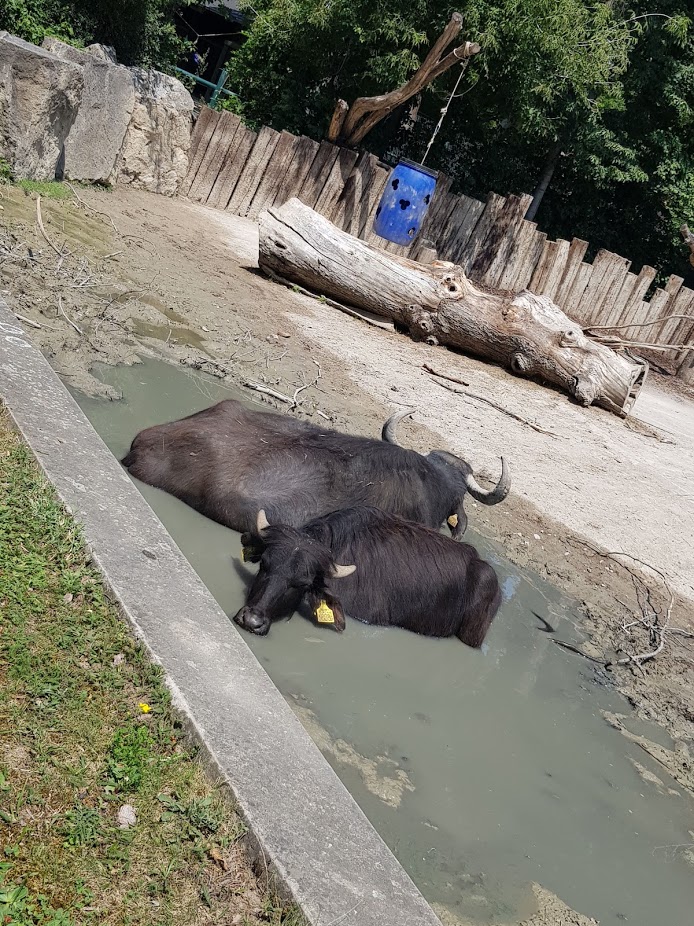Tiergarten Schönbrunn- two water buffalo in their pond- 2019