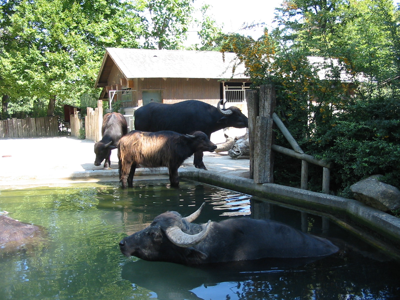 Tiergarten Schönbrunn - Water Buffalo exhibit