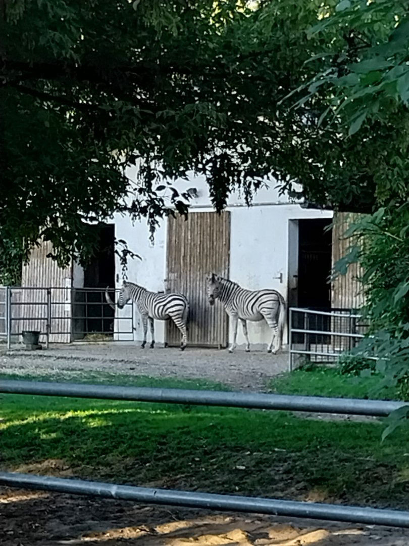 Tiergarten Walding - Chapman's zebra (Equus quagga chapmani)