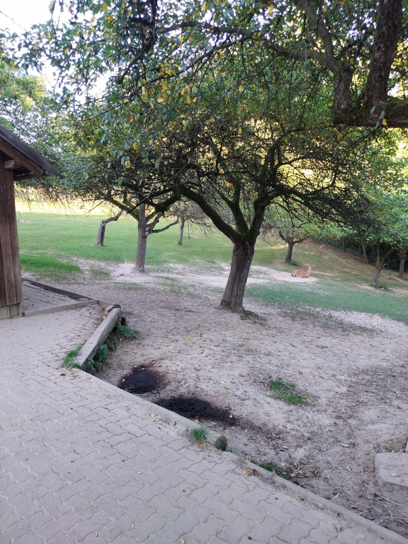 Tiergarten Walding - Guanaco enclosure