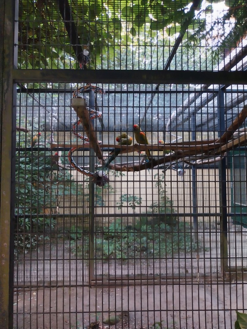 Tiergarten Walding - Red-fronted macaw (Ara rubrogenys)