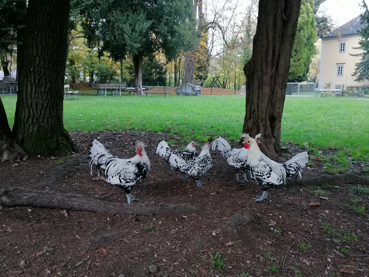 Tiergarten Wels: Appenzeller Spitzhauben