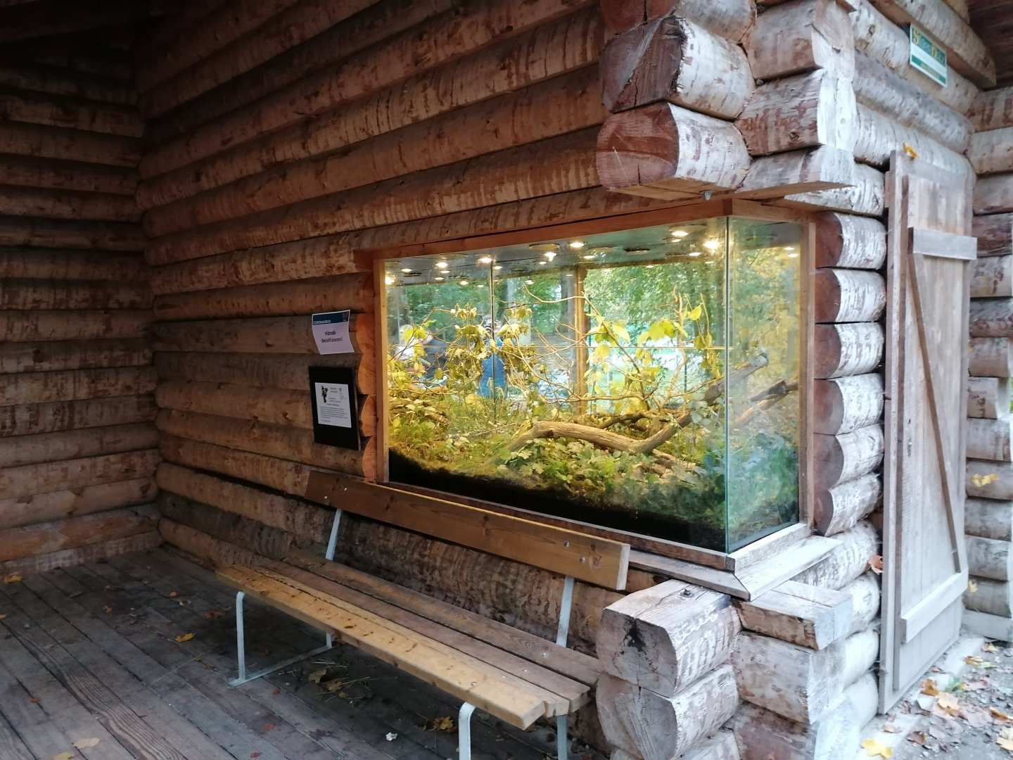 Tiergarten Wels: European tree frog exhibit