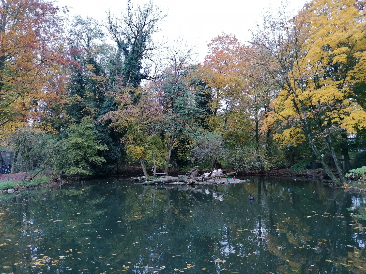 Tiergarten Wels: Great white pelican exhibit