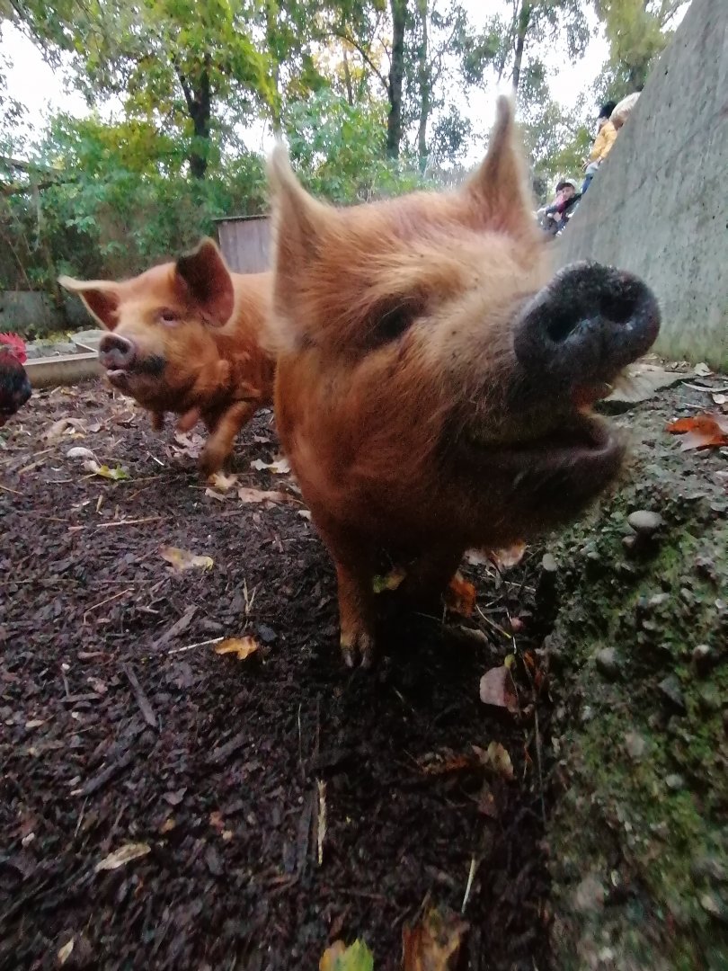 Tiergarten Wels: Kune Kune pigs