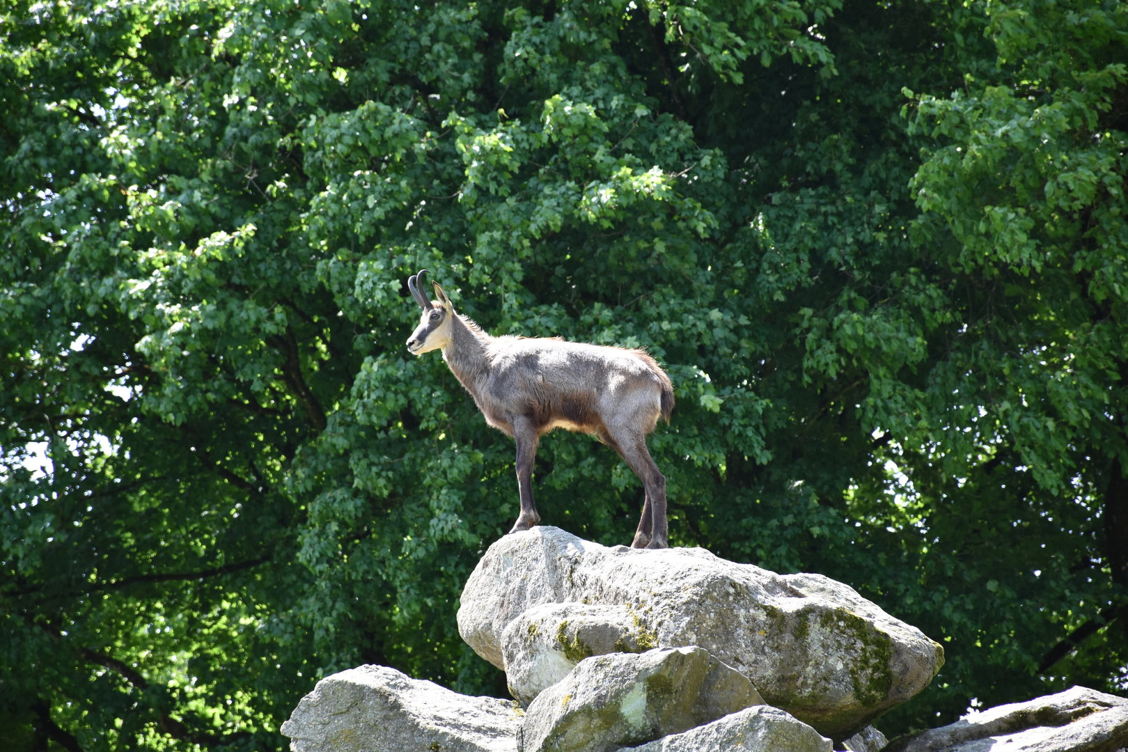 Tierpark Altenfelden - Alpine chamois