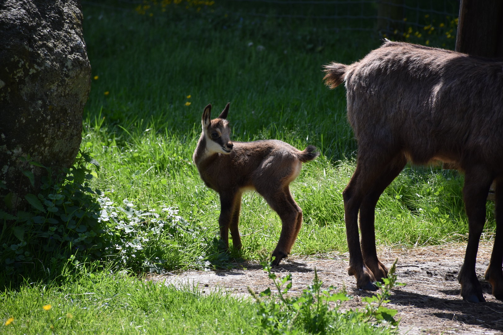 Tierpark Altenfelden - Alpine chamois