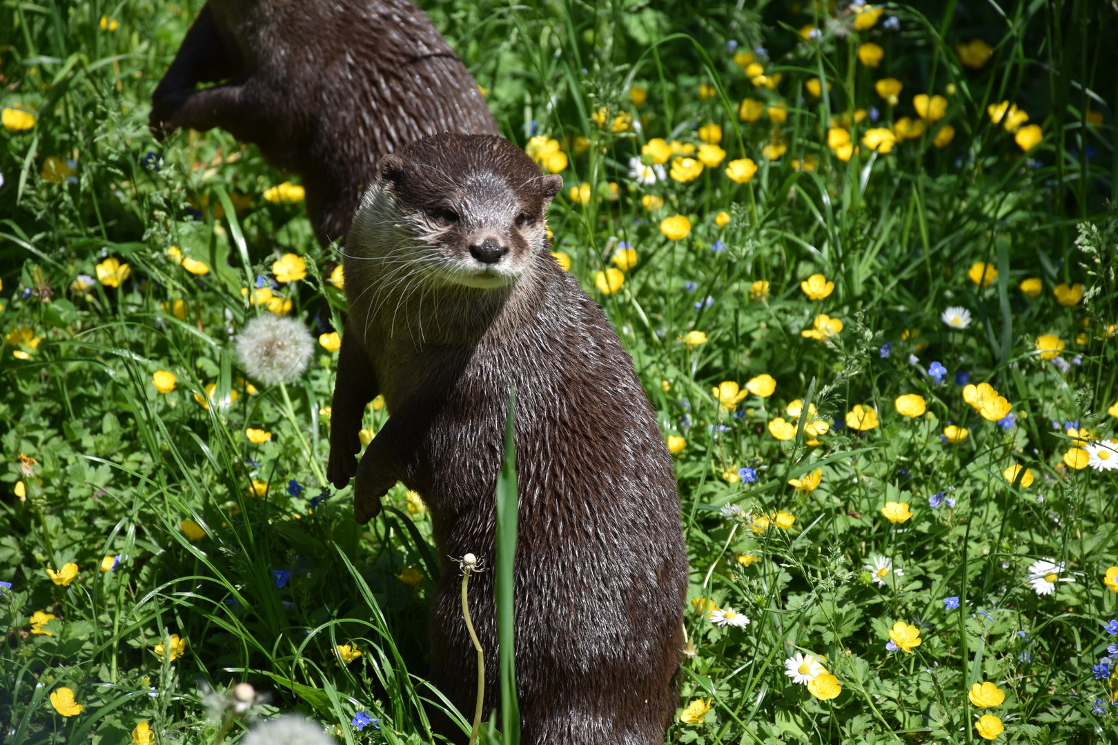 Tierpark Altenfelden - Asian small-clawed otter