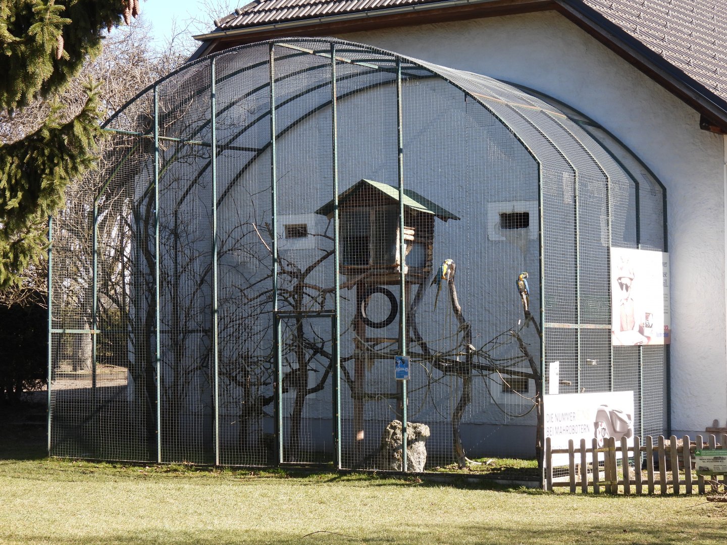 Tierpark Altenfelden - Blue and yellow macaw