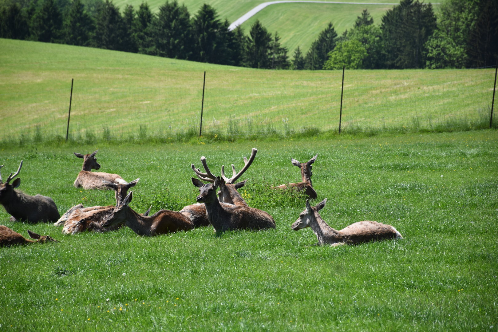 Tierpark Altenfelden - Caspian red deer (?)