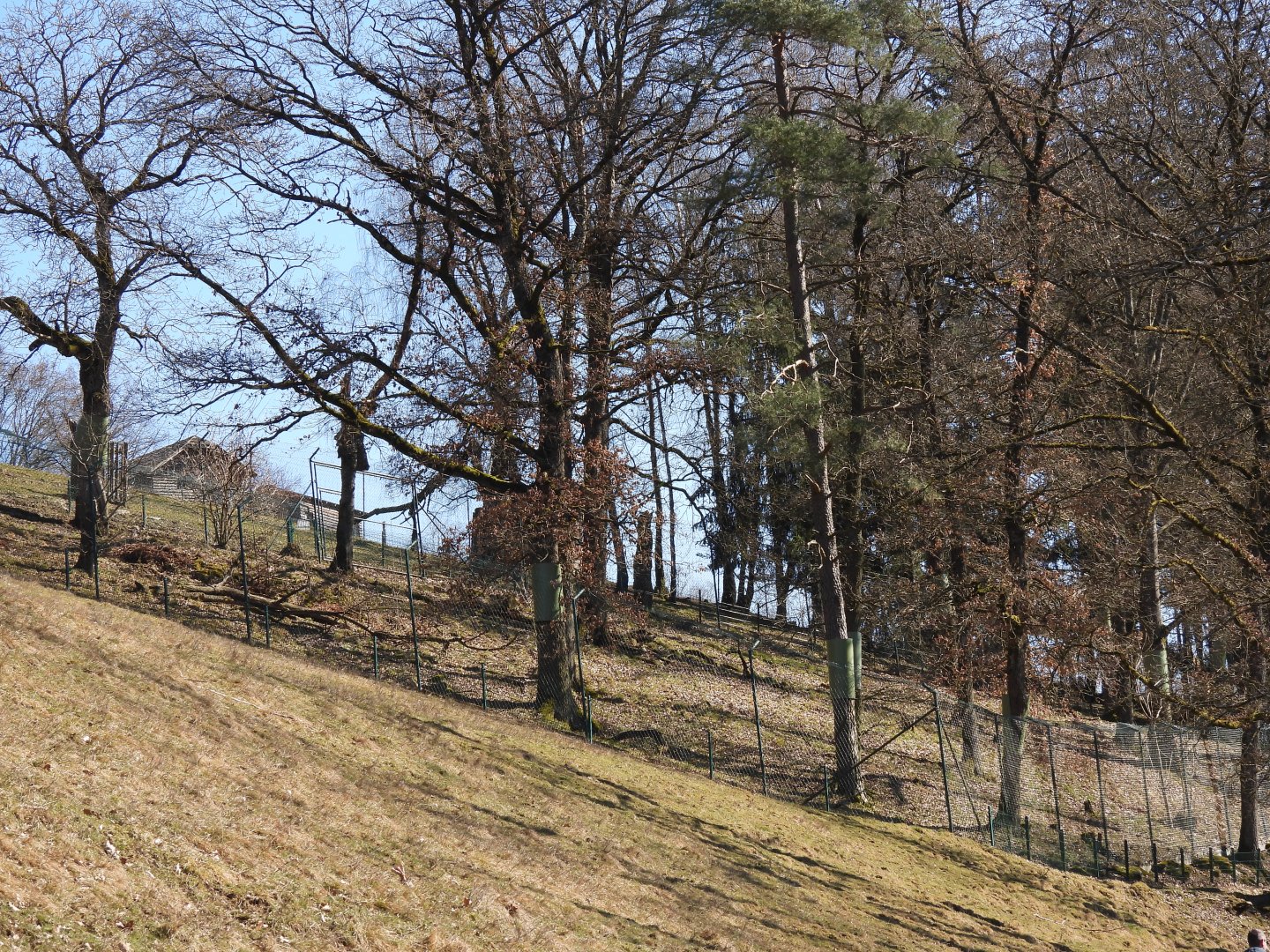 Tierpark Altenfelden - Cougar exhibit