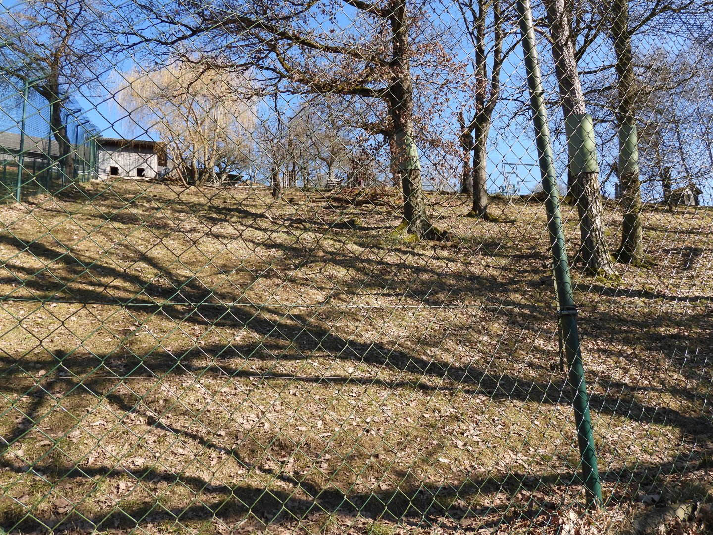 Tierpark Altenfelden - Cougar exhibit