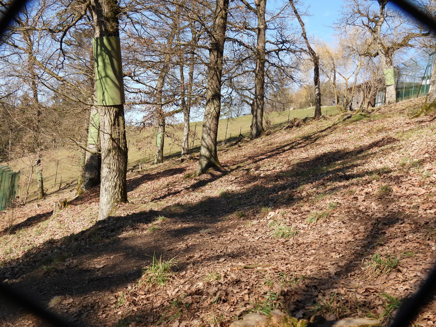 Tierpark Altenfelden - Cougar exhibit