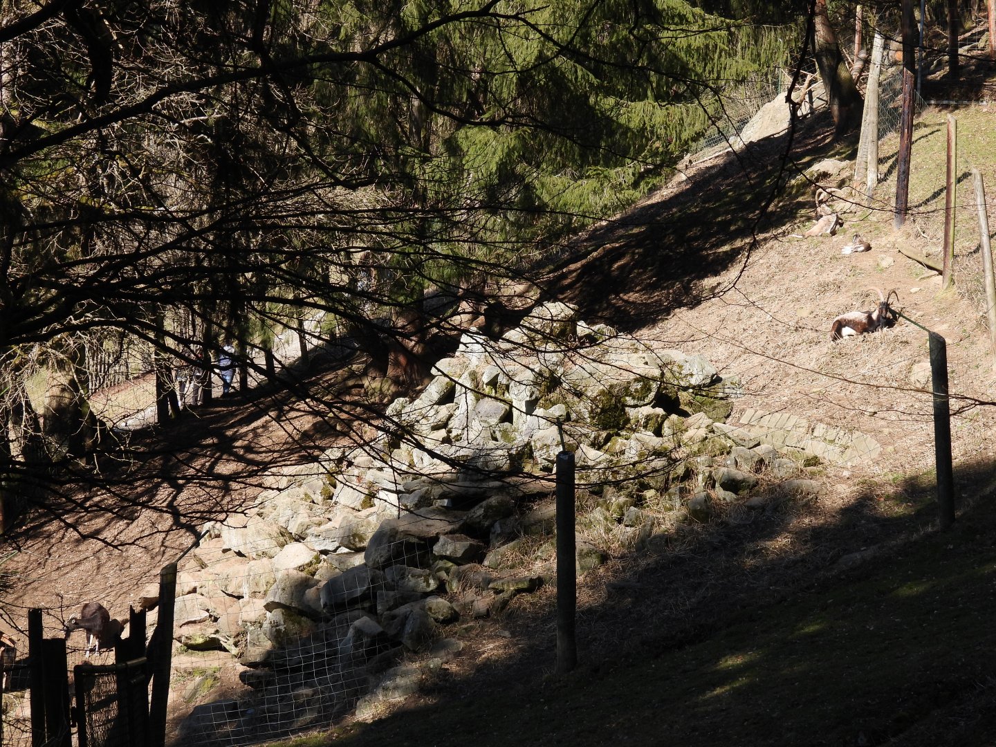 Tierpark Altenfelden - Creatan wild goat exhibit