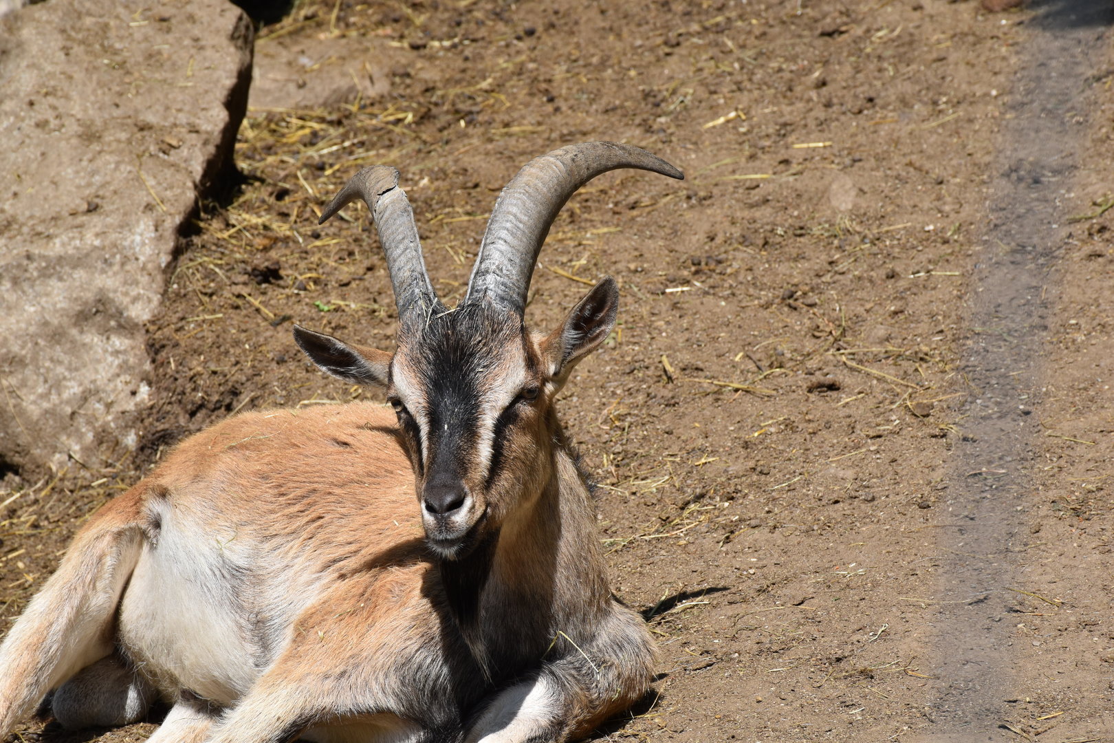 Tierpark Altenfelden - Cretan wild goat