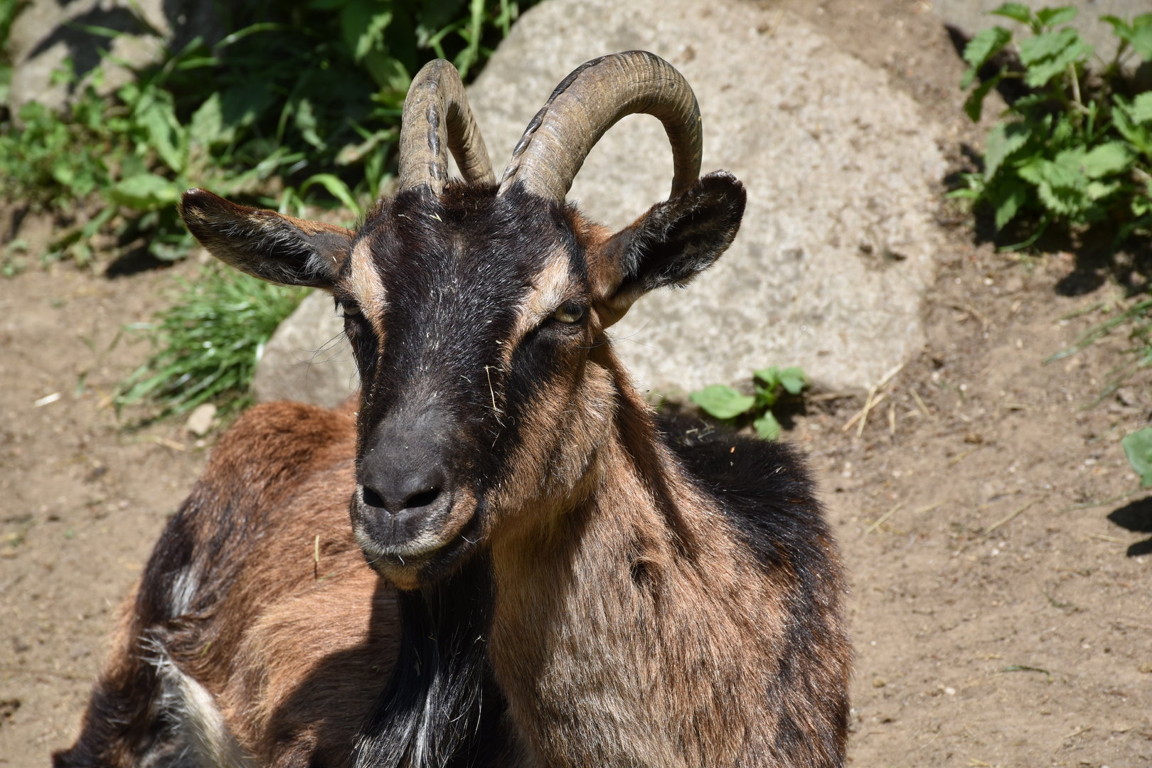 Tierpark Altenfelden - Cretan wild goat