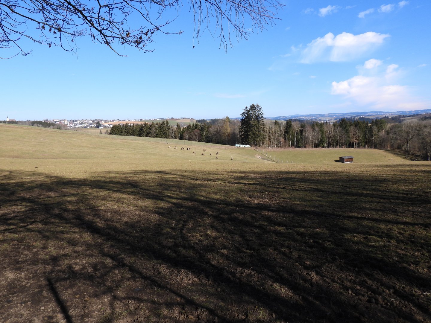 Tierpark Altenfelden - Dybowski deer & domestic sheep exhibit