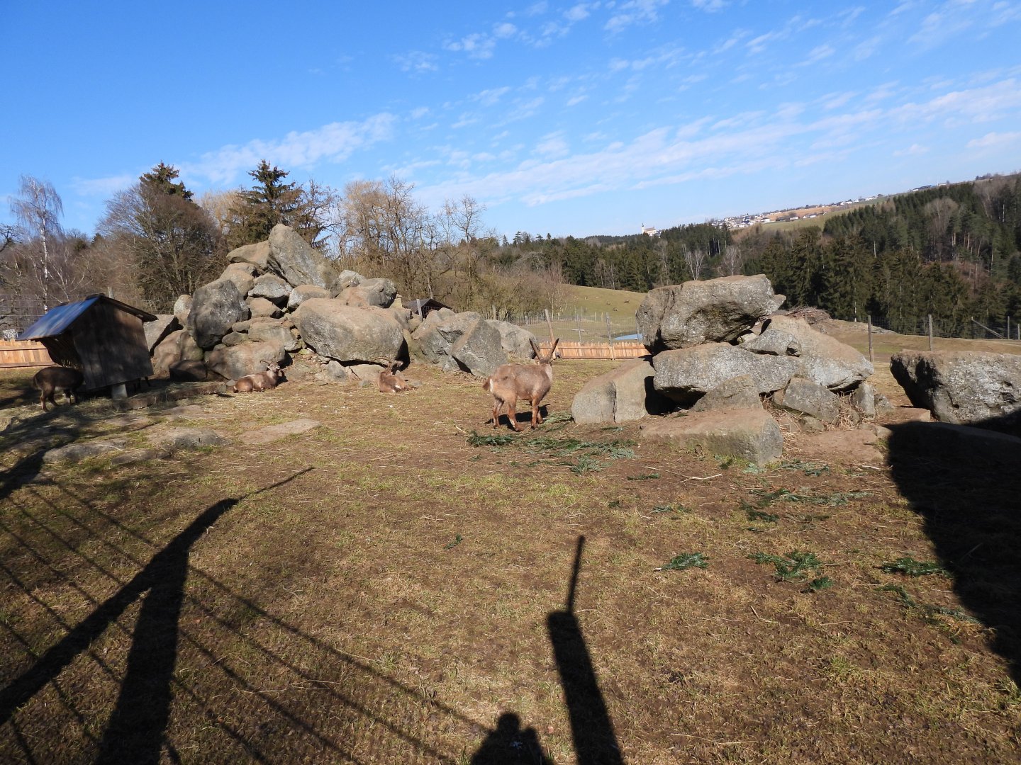 Tierpark Altenfelden - Exhibit for Alpine ibex