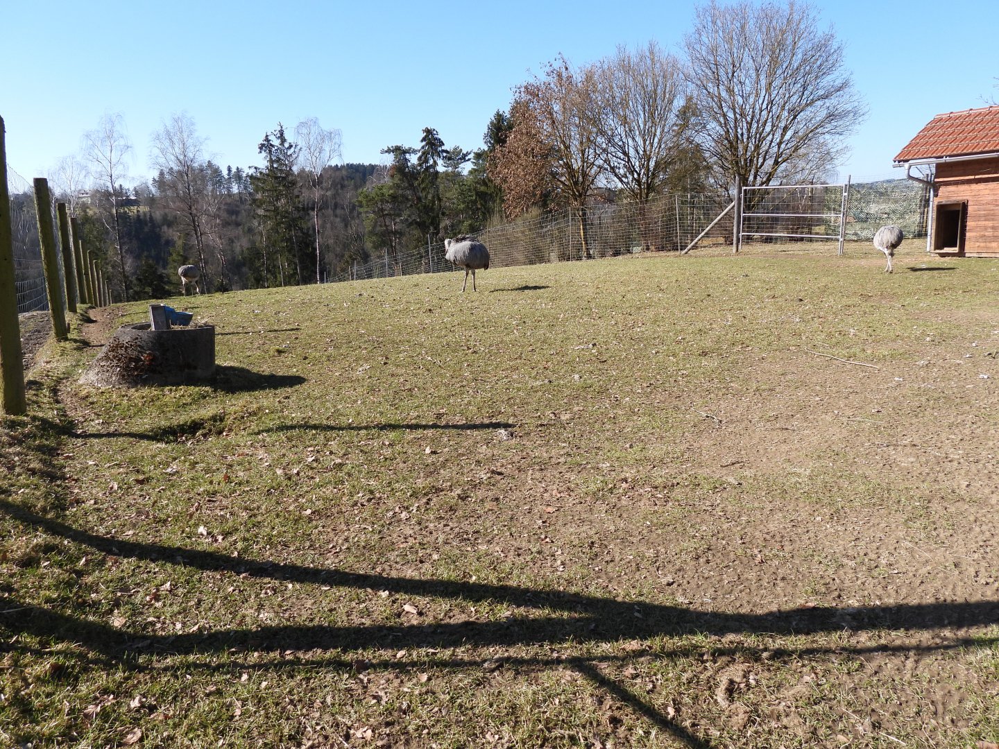 Tierpark Altenfelden - Exhibit for Greater rhea