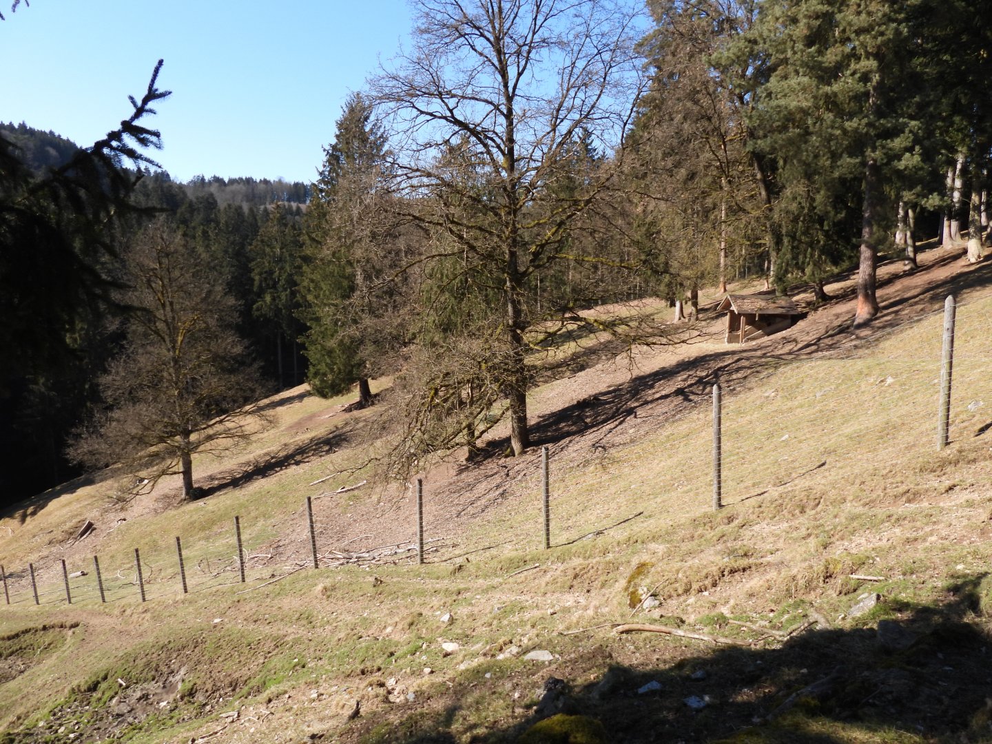 Tierpark Altenfelden - Exhibit for Mouflons