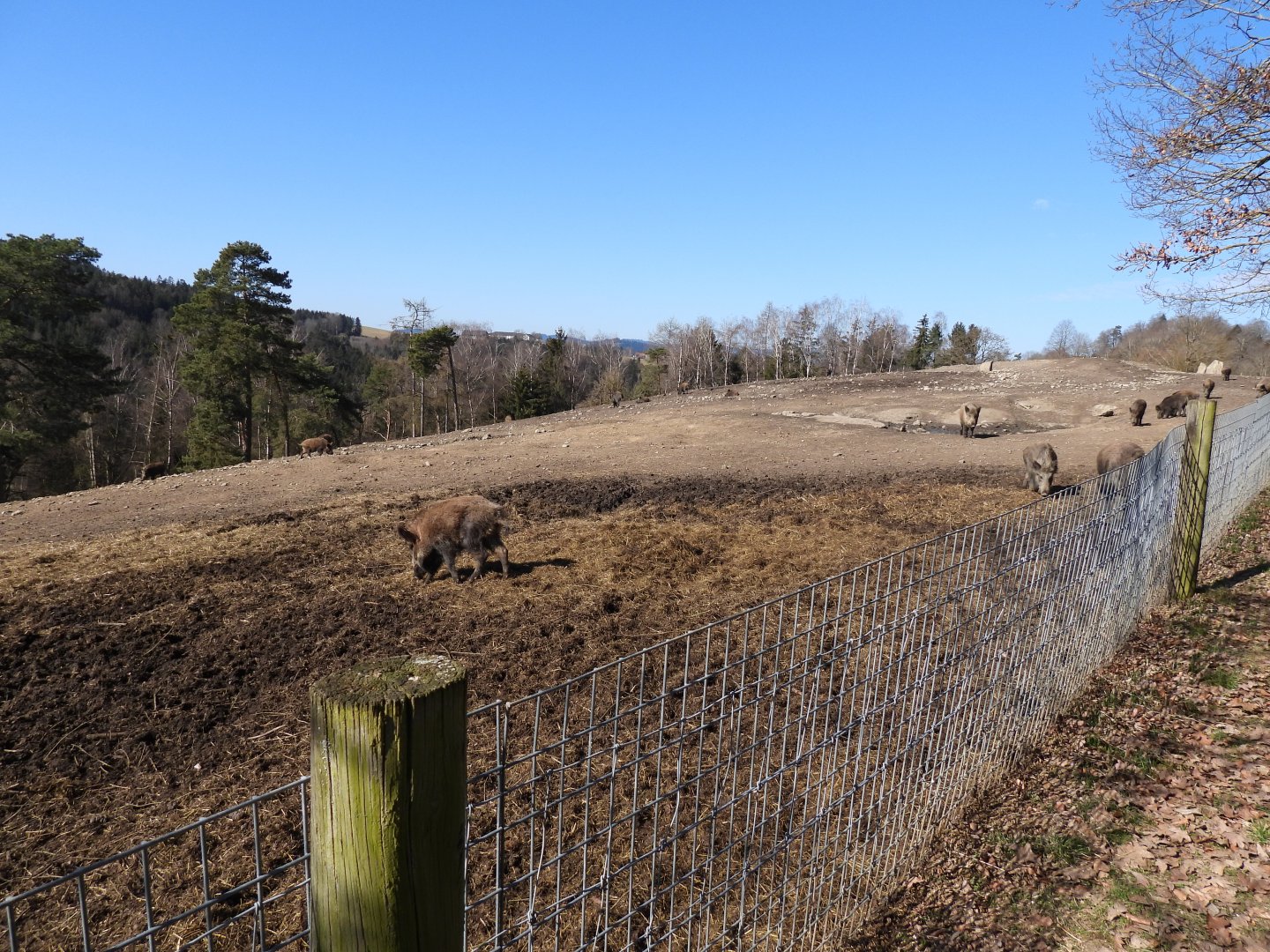 Tierpark Altenfelden - Exhibit for Wild boar