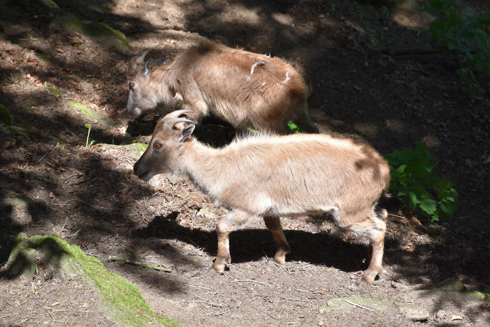 Tierpark Altenfelden - Himalayan tahr
