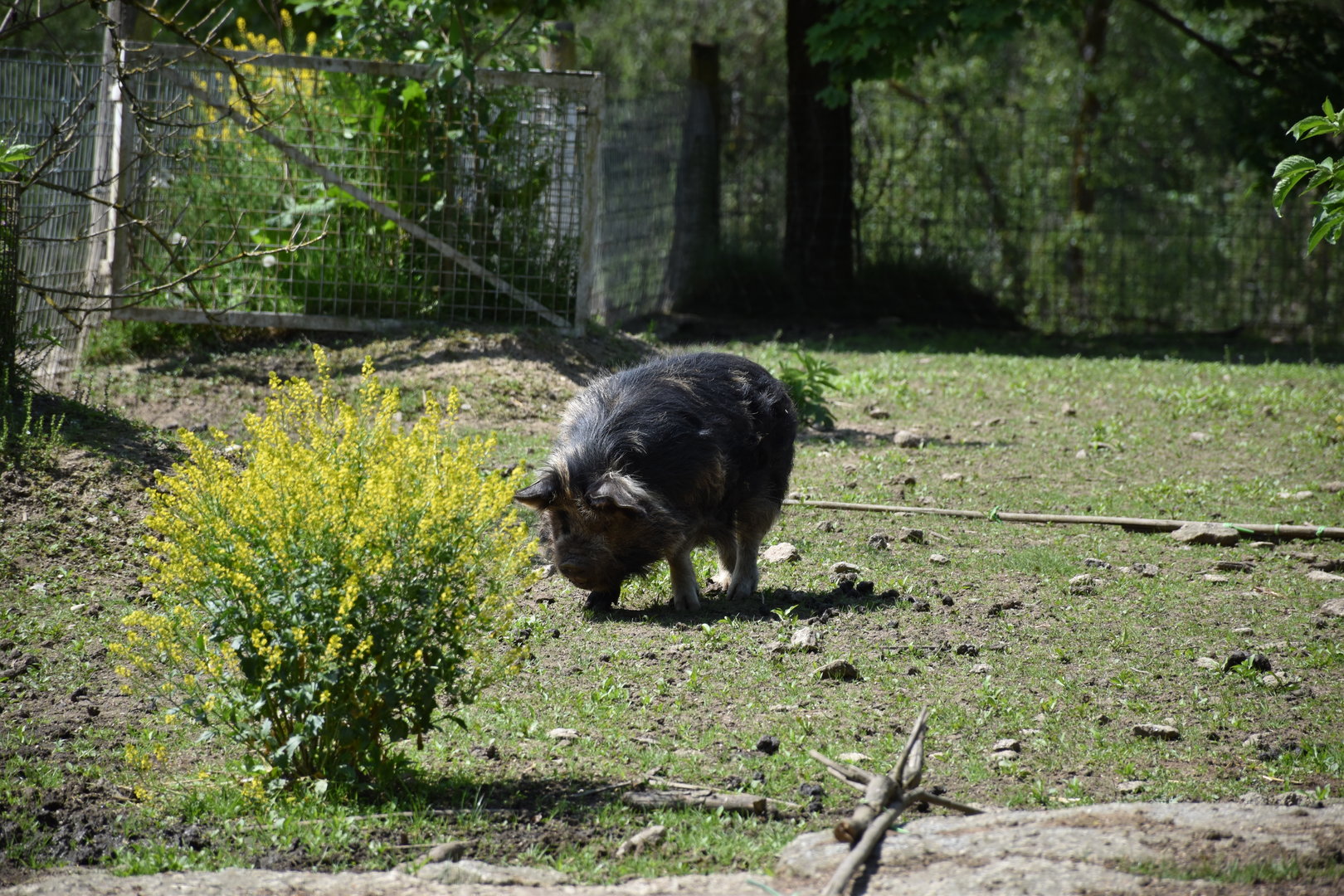 Tierpark Altenfelden - Kune-Kune