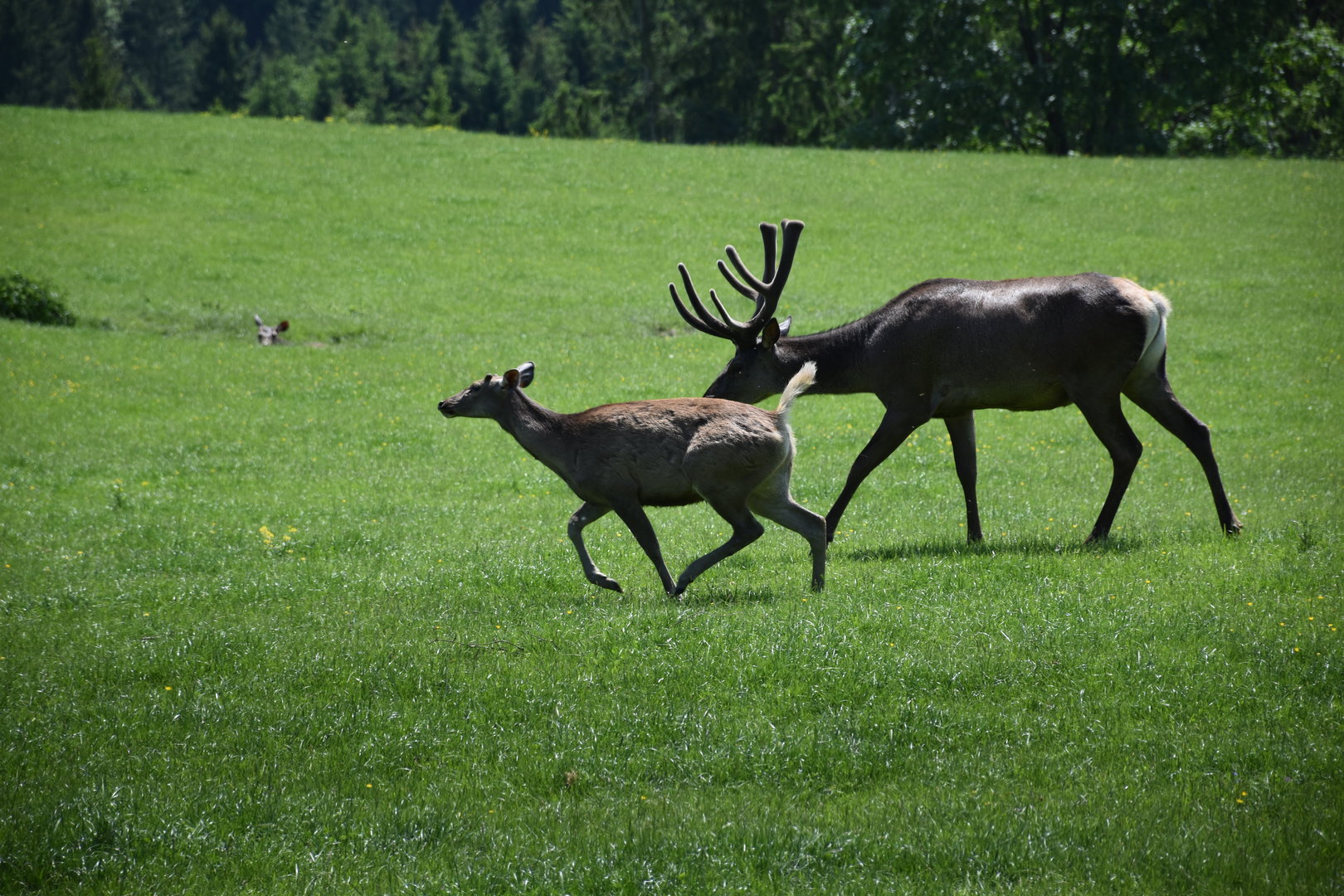 Tierpark Altenfelden - Malayan sambar and Caspian red deer (?)