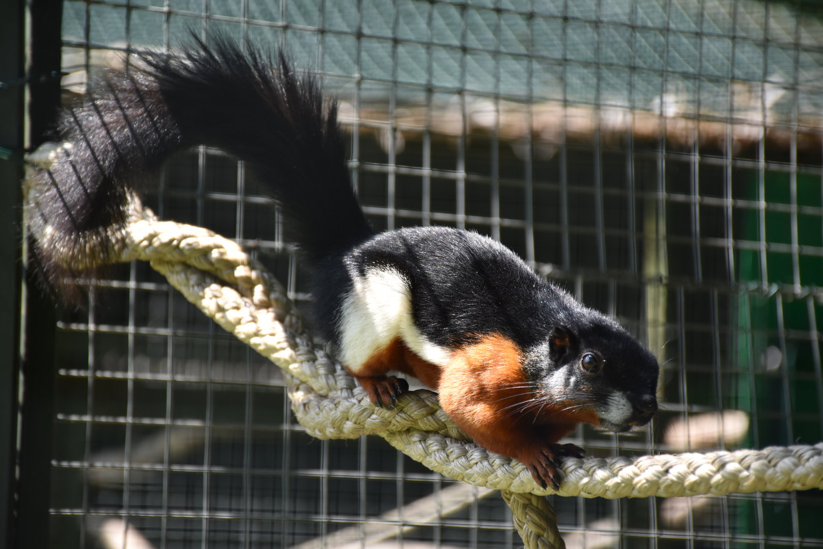 Tierpark Altenfelden - Prevost's squirrel