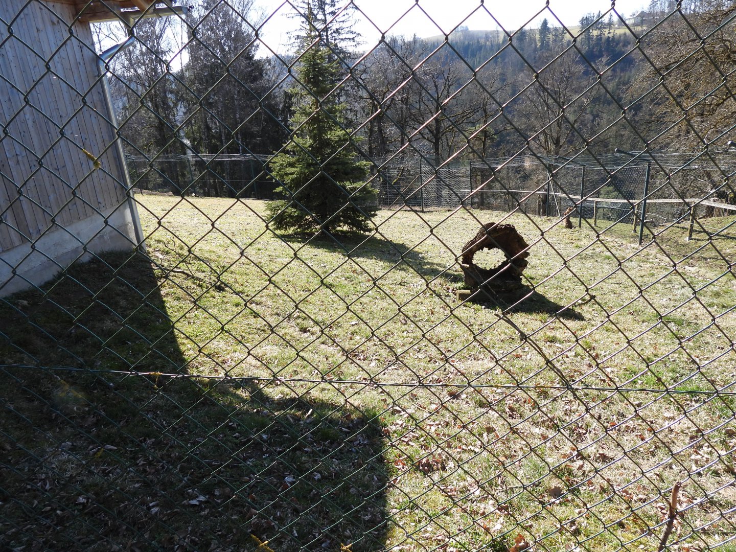 Tierpark Altenfelden - Serval exhibit