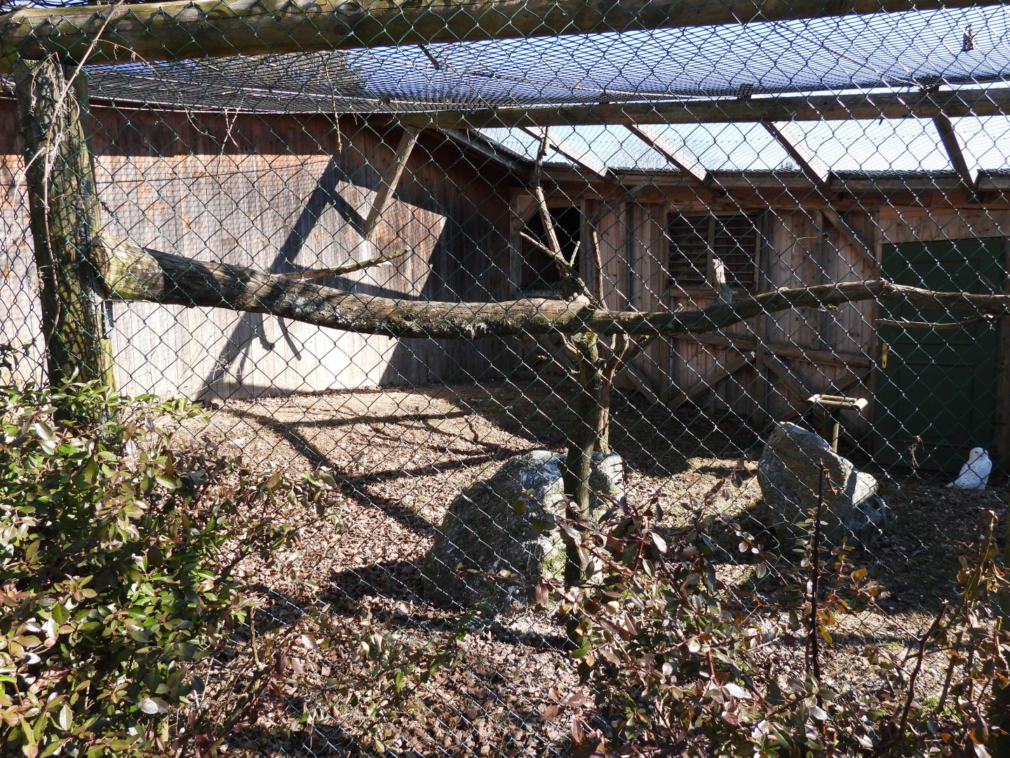 Tierpark Altenfelden - Snowy owl aviary