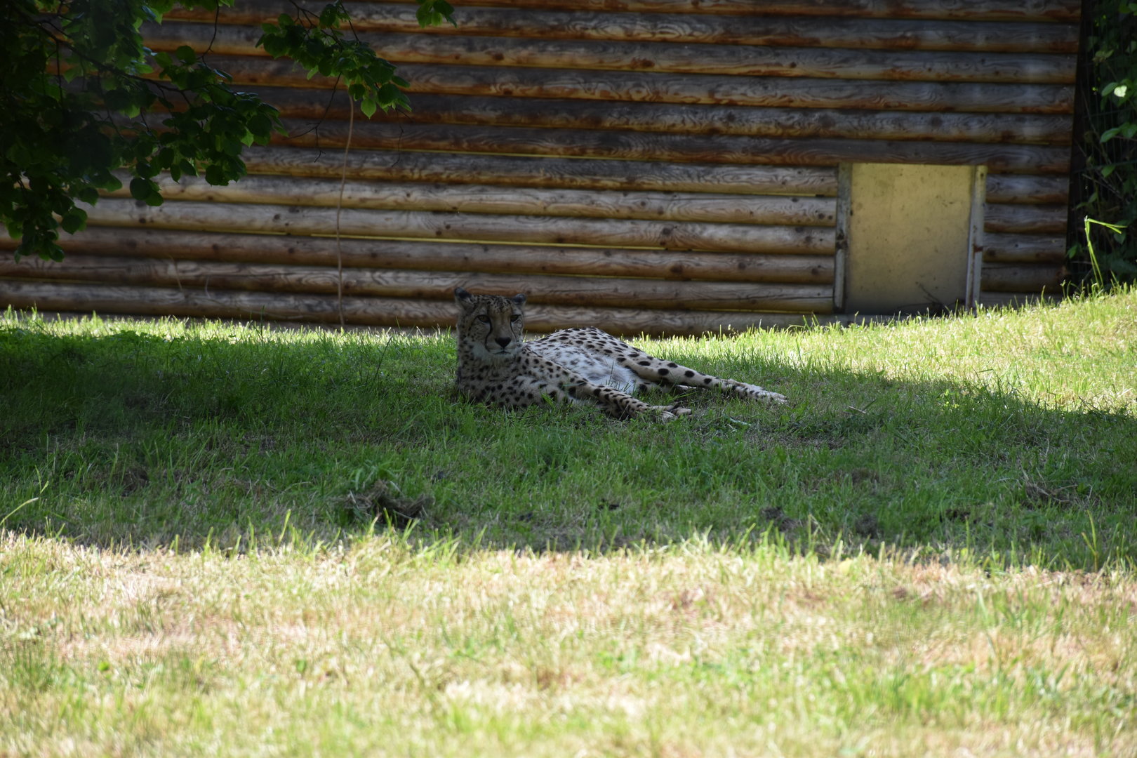 Tierpark Altenfelden - South-african cheetah