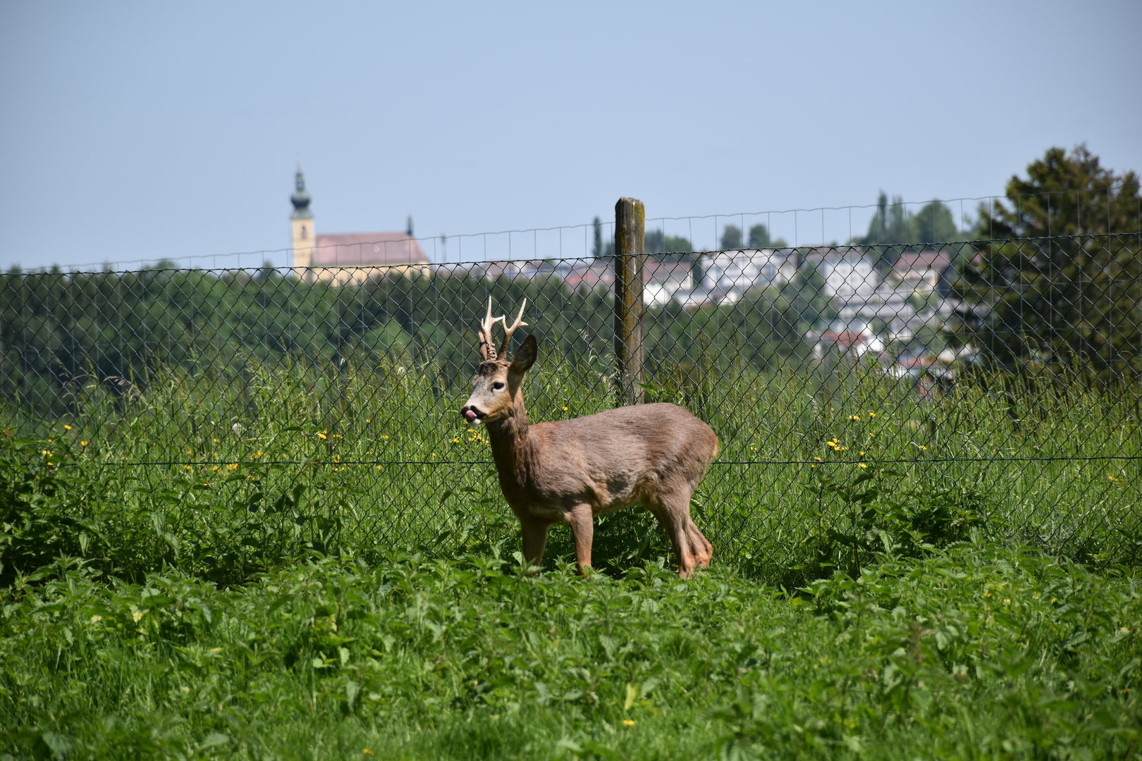 Tierpark Altenfelden - Western roe deer