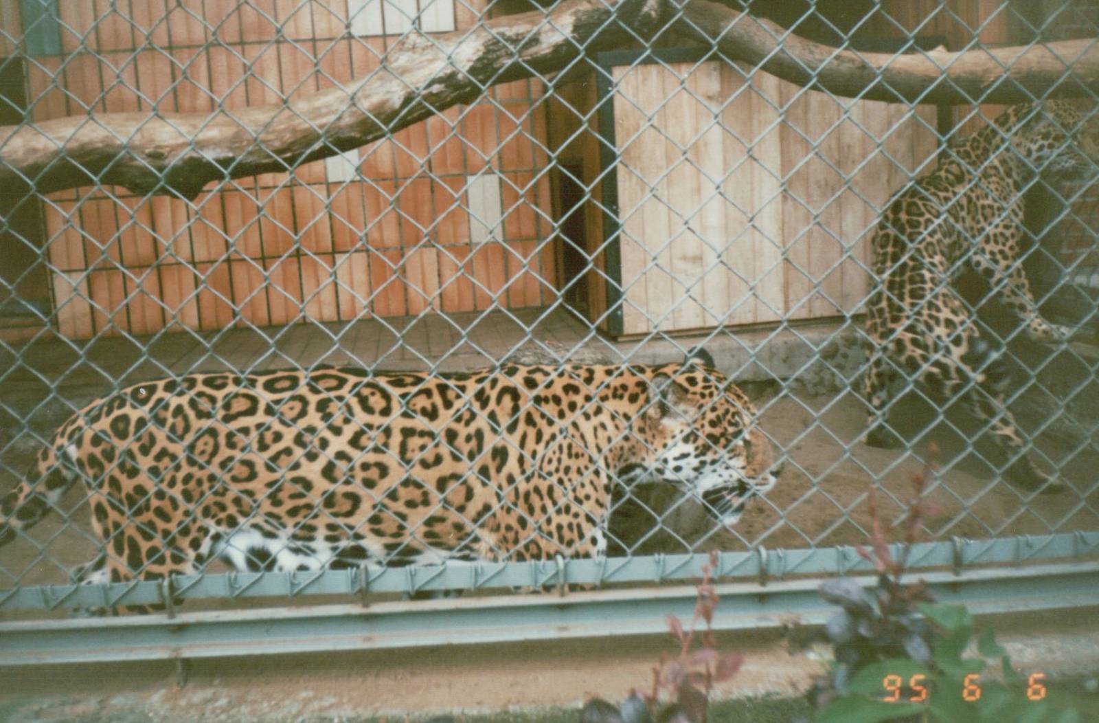 Tierpark Berlin 1995 - Jaguar