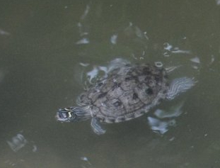 Tierpark Berlin 2017 - map turtle ID