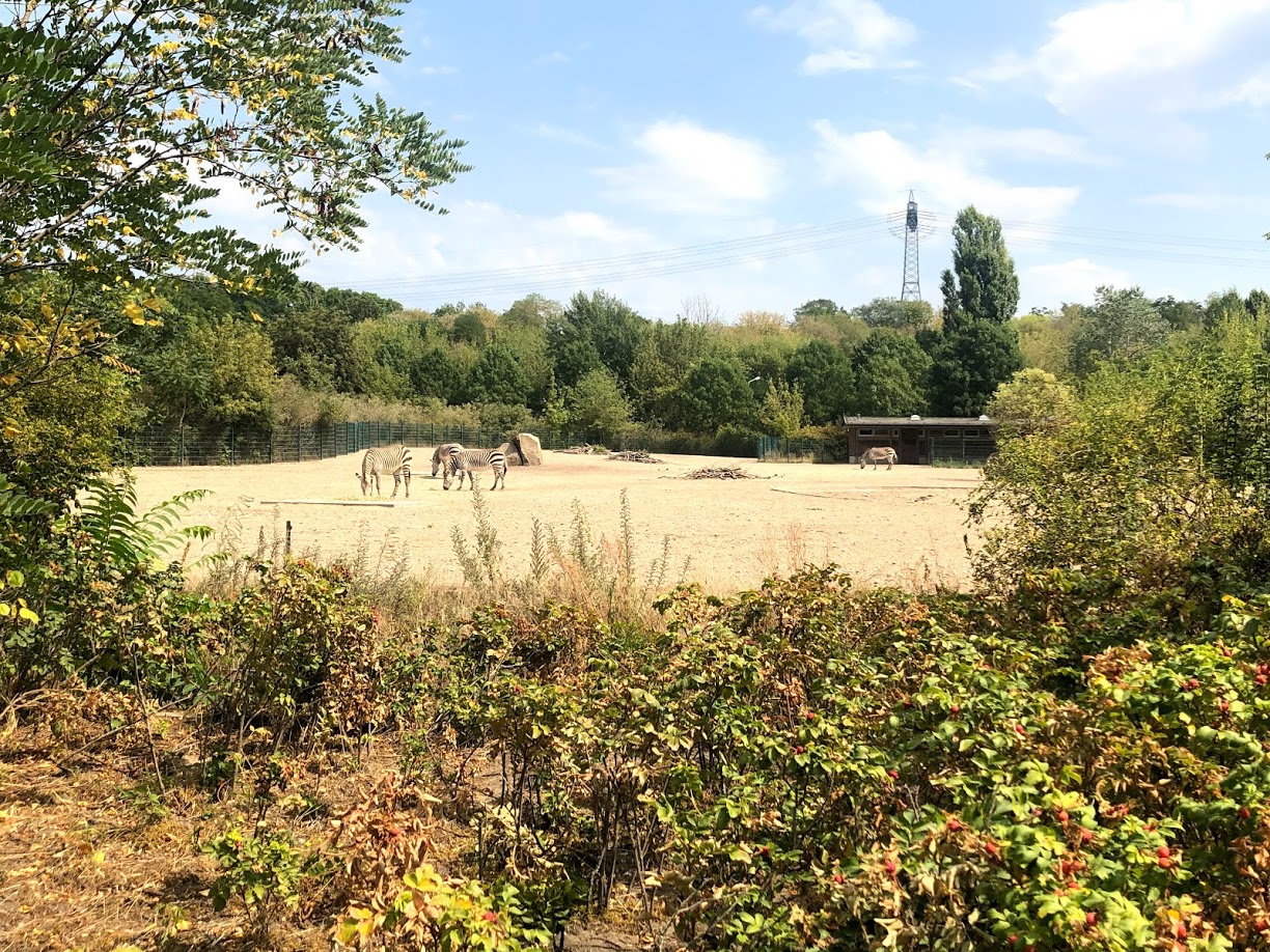 Tierpark Berlin- african savanna enclosure- 2020