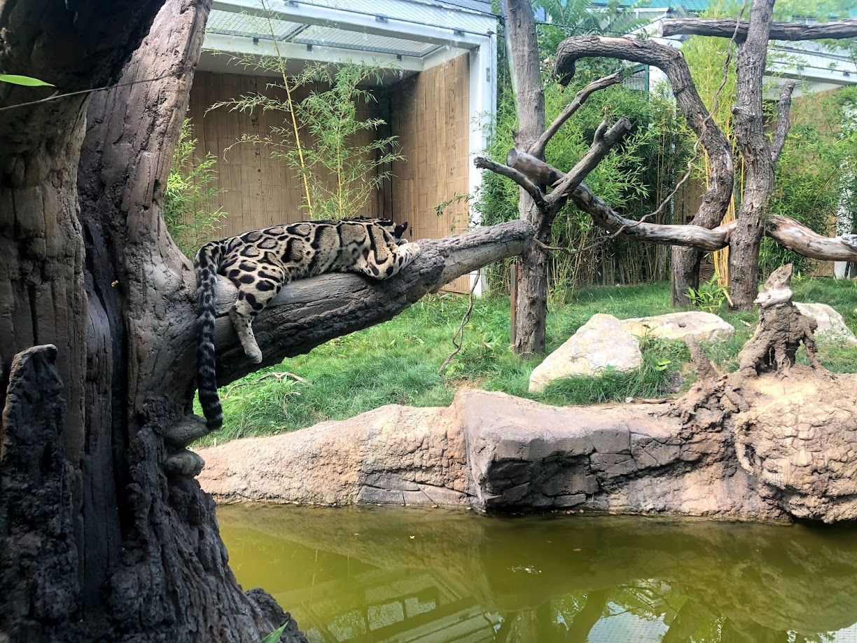 Tierpark Berlin- clouded leopard- 2020