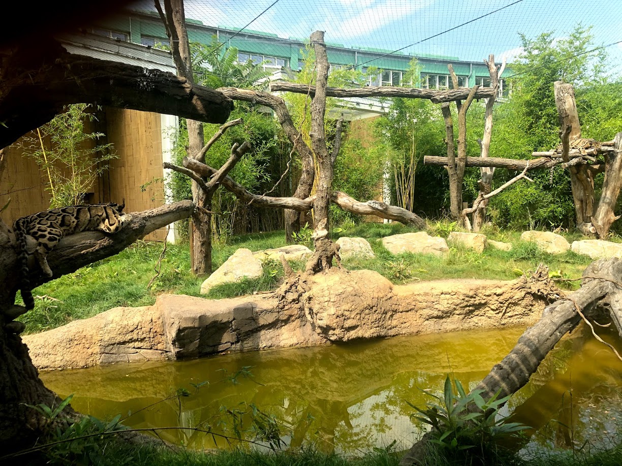Tierpark Berlin- clouded leopard enclosure- 2020