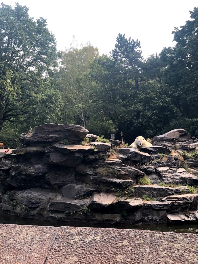 Tierpark Berlin- female polar bear "Tonja"- 2020